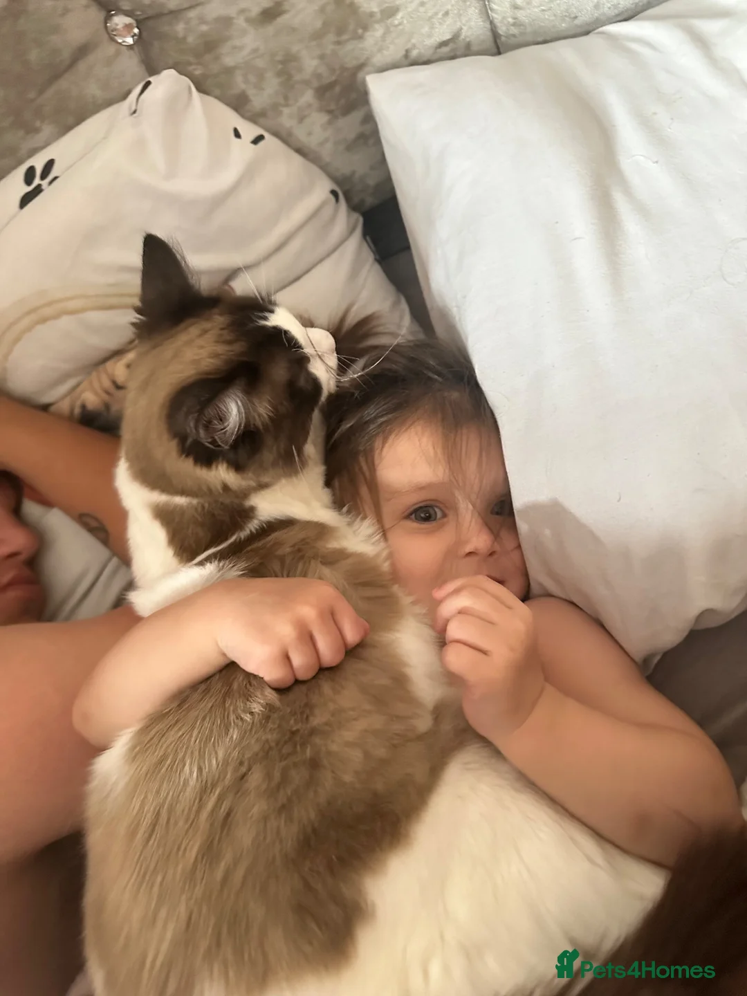 Ragdoll cats for sale: Ragdoll - Advert 2