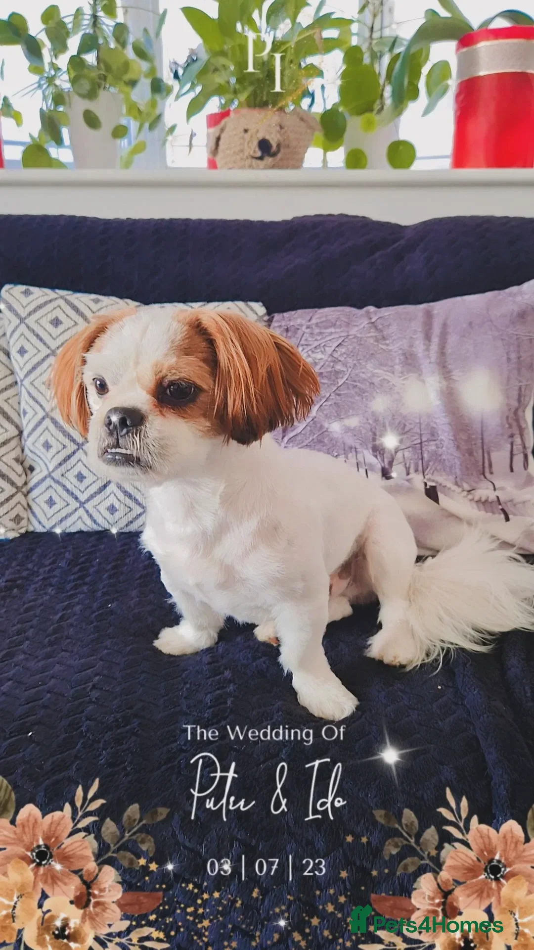 Shih Tzu dogs Leon male dog - Advert 2
