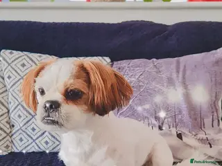 Shih Tzu dogs Leon male dog - Advert 2