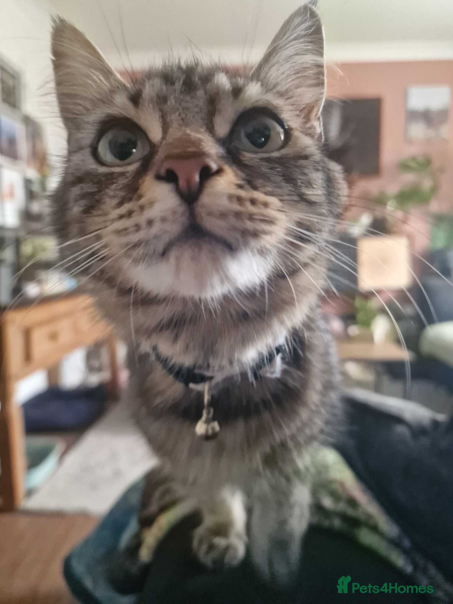 Mixed Breed cats for sale: Cute male kitten looking for his family - Advert 8