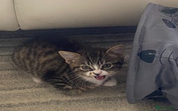 Bengal cats for sale: Tabby stripy Bengal cross  - Image 6