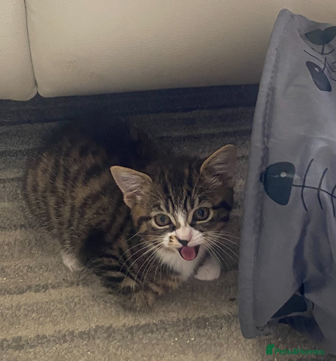 Bengal cats for sale: Tabby stripy Bengal cross  - Image 6