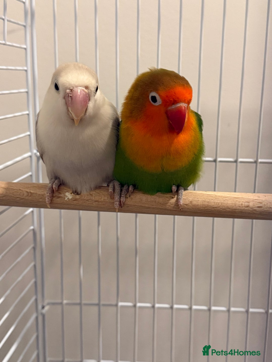 Lovebirds birds for sale: Pair of lovebirds - with cage - Advert 1