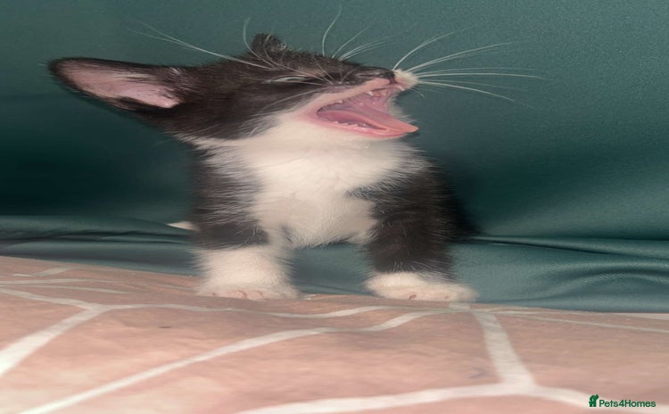 Mixed Breed cats - Advert 1