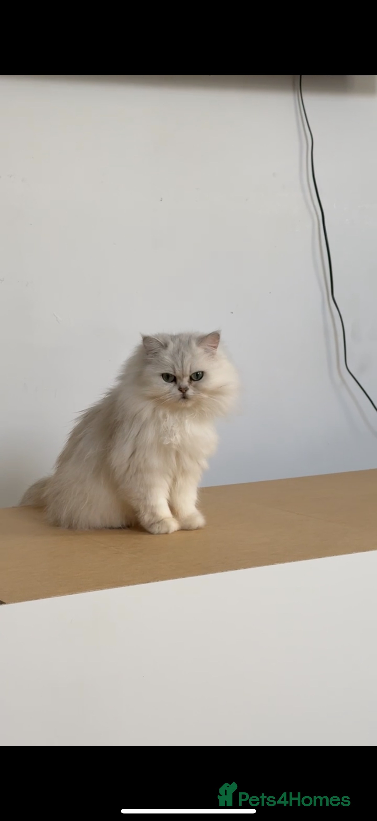 Persian cats Beautiful Persian Chinchilla - Advert 2