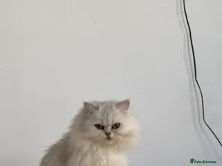 Persian cats Beautiful Persian Chinchilla - Advert 2