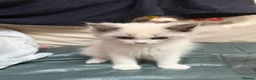 Ragdoll cats for sale: 2 left beautiful ragdoll male kittens - Advert 8