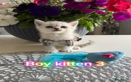 Scottish Fold cats for sale: 4 Scottish Straight Boys  - Image 10