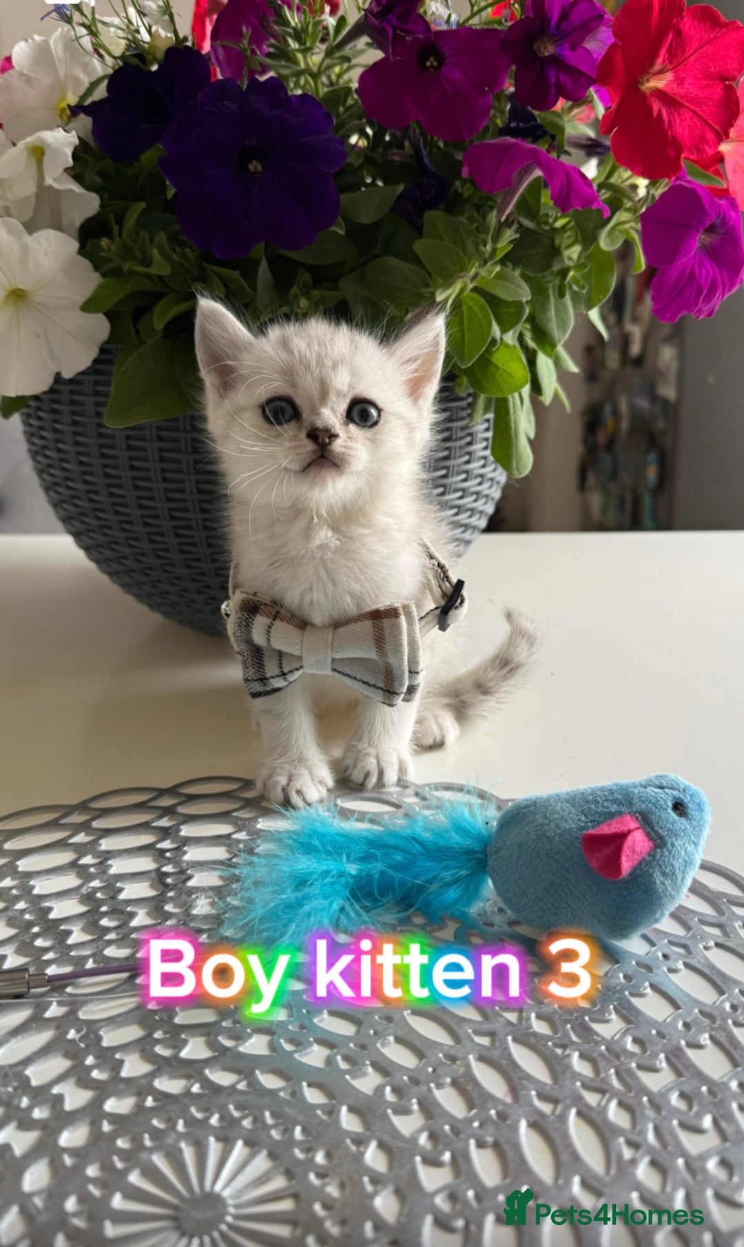 Scottish Fold cats for sale: 4 Scottish Straight Boys  - Image 10