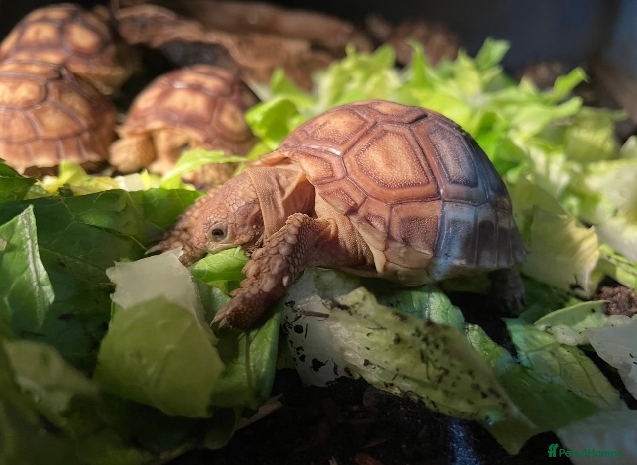 Tortoise reptiles Baby Sulcata Tortoises & Set ups - Advert 1