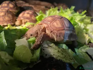 Tortoise reptiles Baby Sulcata Tortoises & Set ups - Advert 1