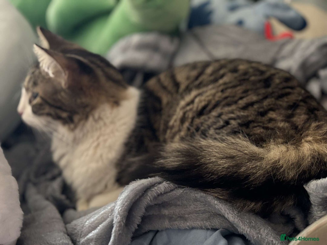 Maine Coon cats for sale: willow maine coon cross begal - Image 2