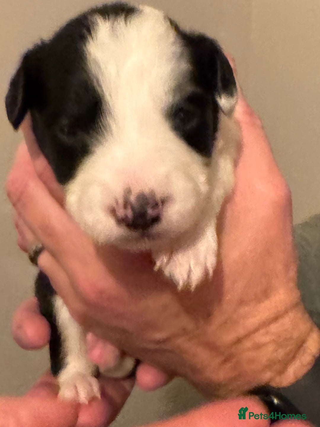 Bordoodle dogs for sale: 🐾 Beautiful Bordoodle Puppies Available 🐾 - Advert 15