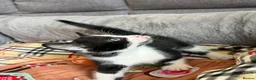 Mixed Breed cats for sale: Kittens for Sale £160 - Advert 10