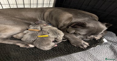 Cane Corso dogs - Advert 4
