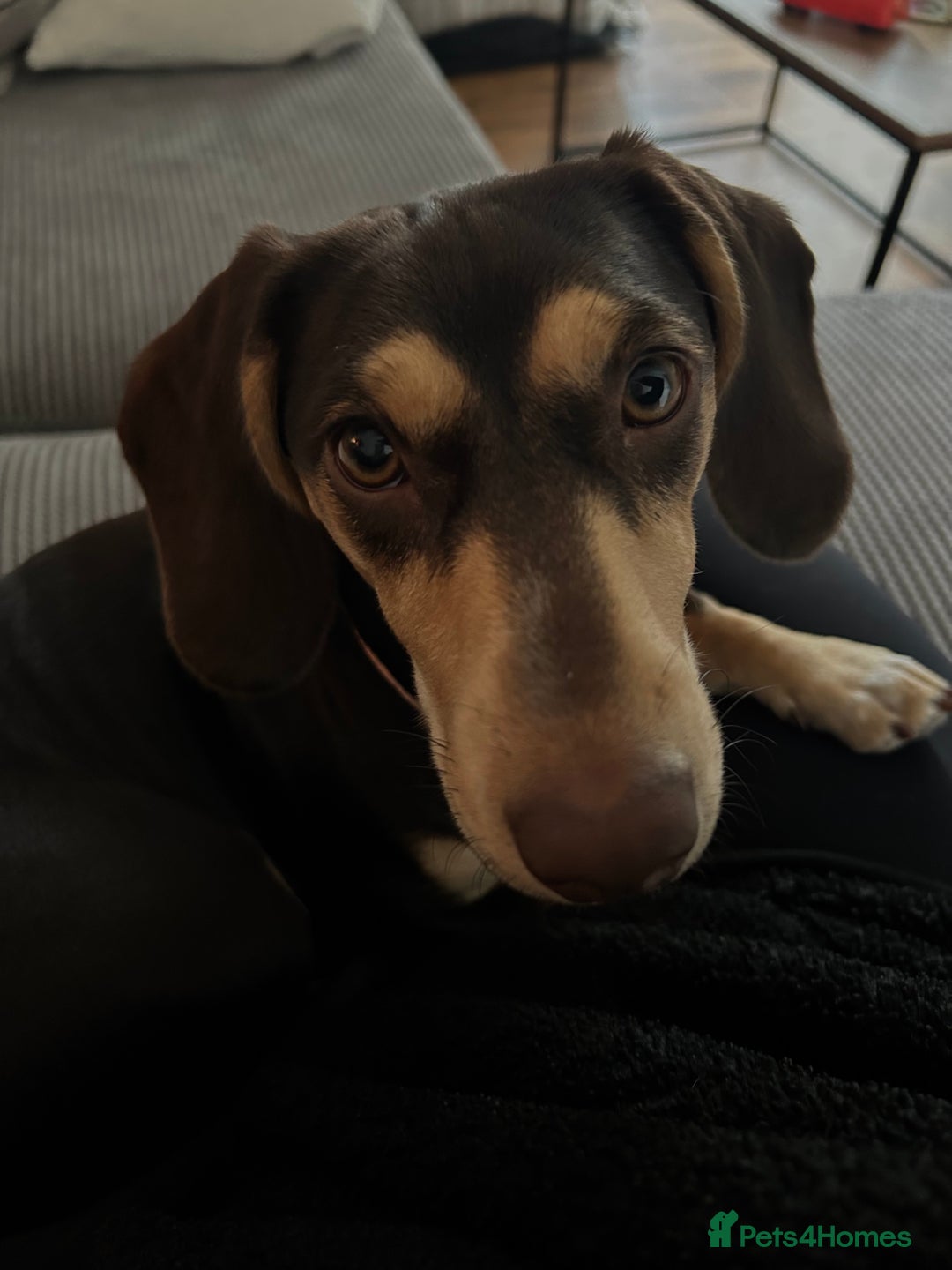 Dachshund dogs for sale: 8 month gorgeous chocolate/tri dachshund girl - Image 7