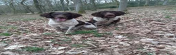 English Springer Spaniel dogs for stud: Liver and white Springer Spaniel for stud  - Advert 2