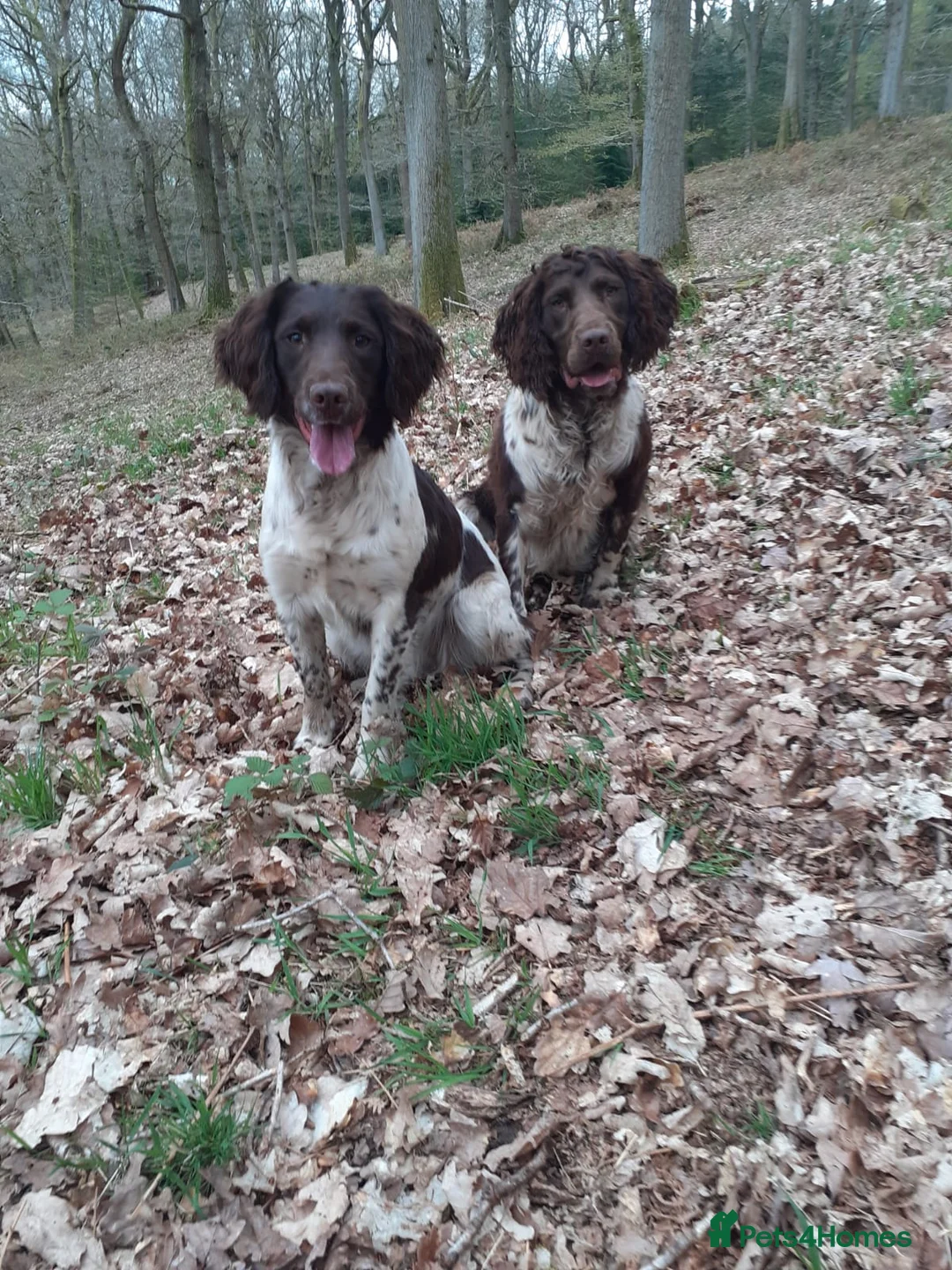 English Springer Spaniel dogs for stud: Liver and white Springer Spaniel for stud  - Advert 2