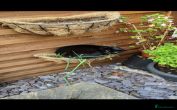 Mixed Breed cats for sale: 9 year old black cat - Image 1