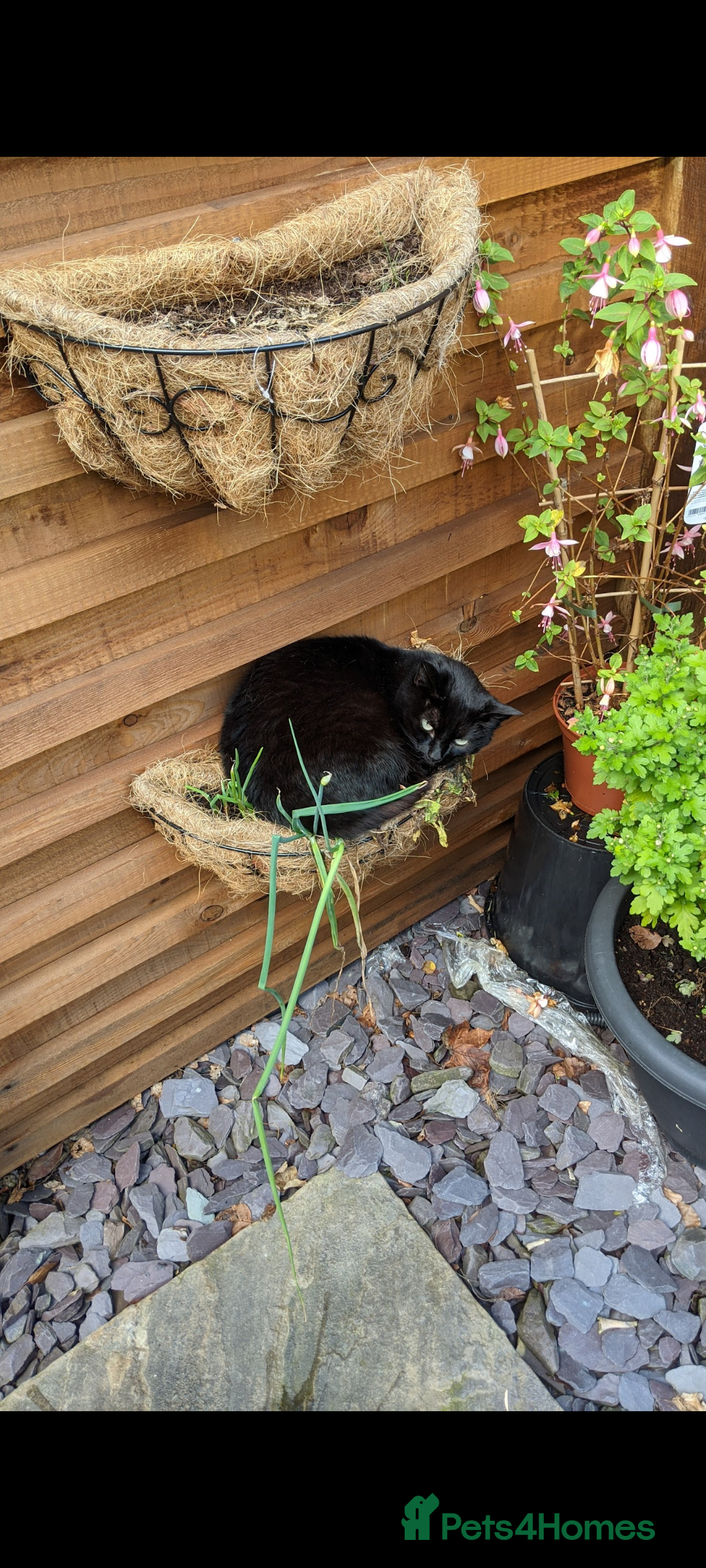 Mixed Breed cats for sale: 9 year old black cat - Image 1