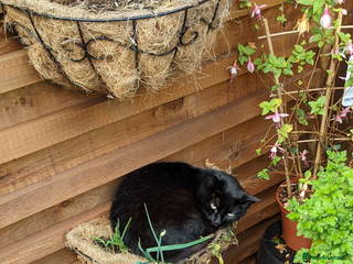 Mixed Breed cats - Advert 26