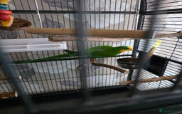 Parrots birds for sale: Burrabun/superb parrot for sale  - Image 1