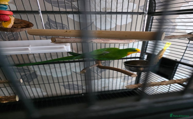Parrots birds - Advert 2