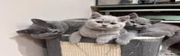 British Shorthair cats for sale: Tica Registered British Shorthair Kittens - Advert 5
