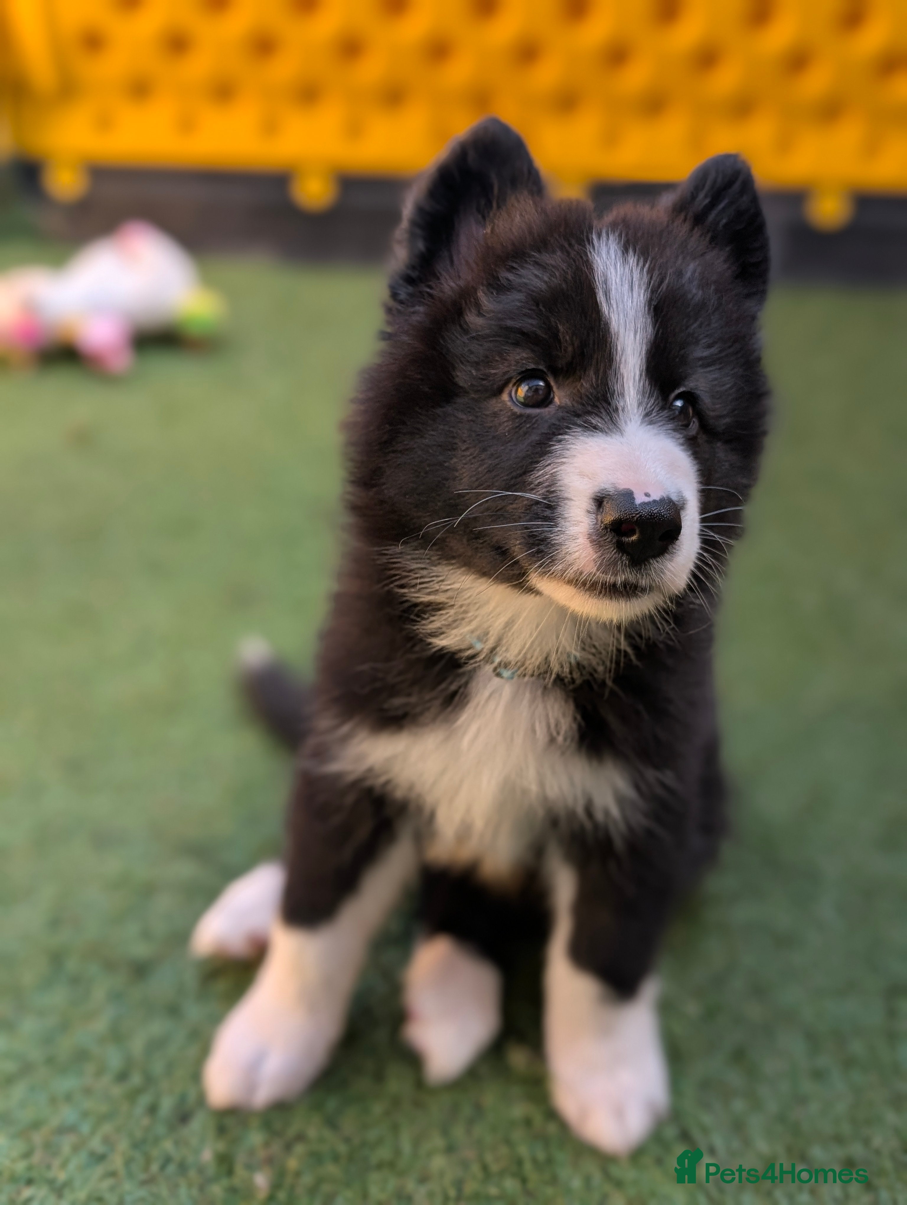 Mixed Breed dogs £800 2 LEFT SWISS SHEPHERD/ BORDER COLLIE/ HUSKY  - Advert 1