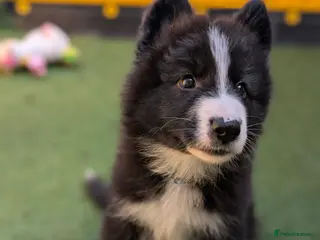 Mixed Breed dogs £800 2 LEFT SWISS SHEPHERD/ BORDER COLLIE/ HUSKY - Advert 1