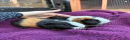 Guinea Pig rodents for sale: Baby guinea pigs, boys £10! - Advert 4