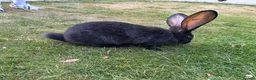 Continental Giant rabbits for sale: 8 Continental Giant Babies - Advert 5
