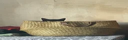 Domestic Shorthair cats for adoption: Star, 8 month old girl  - Advert 5