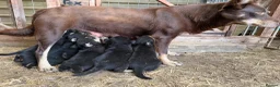 Australian Kelpie dogs for sale: Pure Bred Kelpie pups - Advert 6