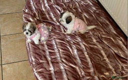 Shihpoo dogs for sale: Shipo male left  - Image 4
