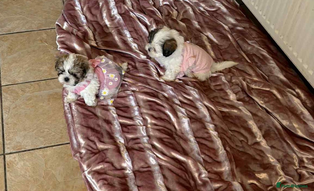 Shihpoo dogs for sale: Shipo male left  - Image 4