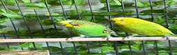 Budgerigars birds for sale: Male bonded budgies  - Advert 1