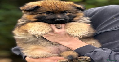 German Shepherd dogs - Advert 3