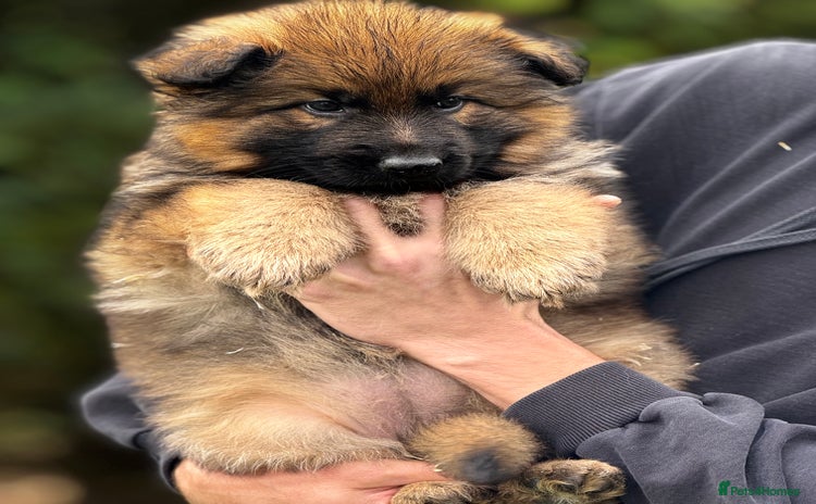 German Shepherd dogs - Advert 1