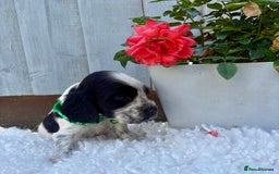 Cocker Spaniel dogs for sale: show type cocker spaniels puppies * ready now  - Image 17