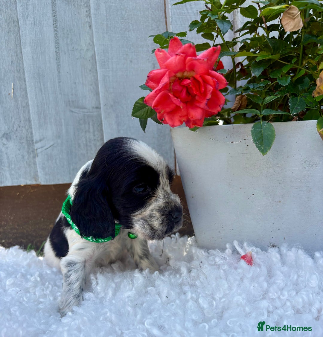 Cocker Spaniel dogs for sale: show type cocker spaniels puppies * ready now  - Image 17