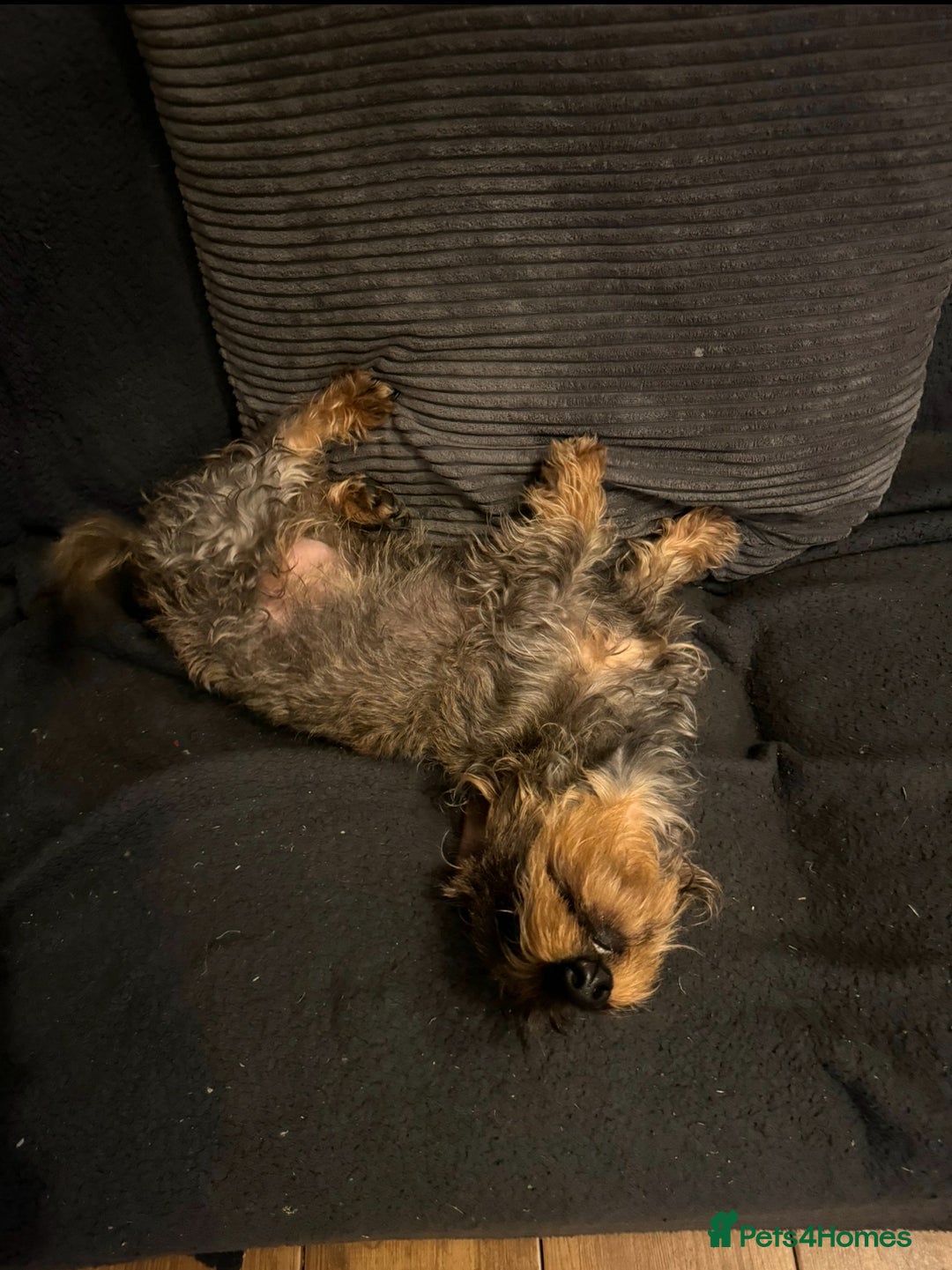 Dachshund dogs for sale: Wire haired dachshund  - Image 2