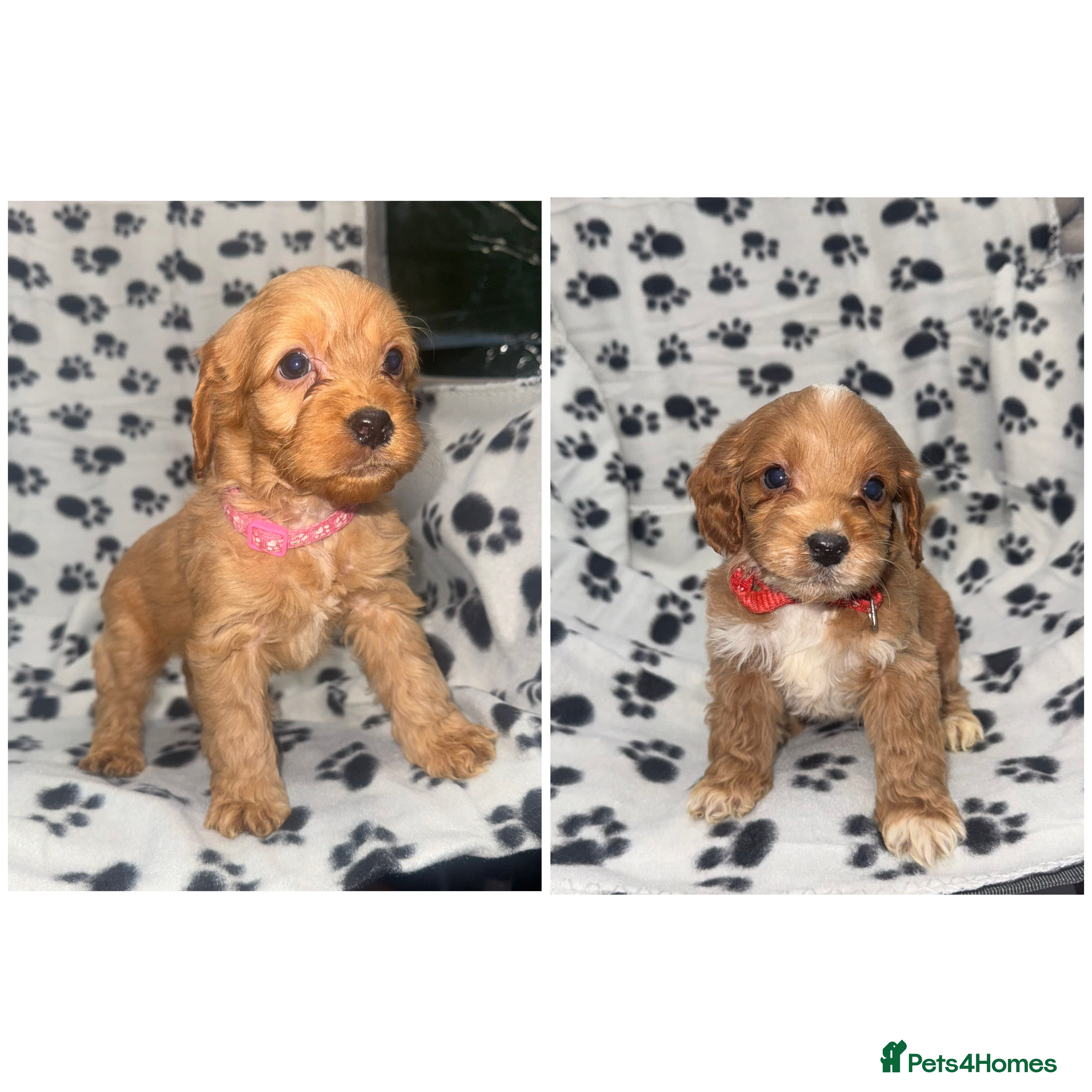 Cockapoo dogs Last 2 F1 Cockapoo puppies Ready to leave! - Advert 13
