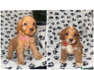 Cockapoo dogs Last 2 F1 Cockapoo puppies Ready to leave! - Advert 13
