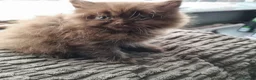 British Shorthair cats for sale: Beautiful kitten's  - Advert 8