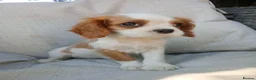 Cavalier King Charles Spaniel dogs for sale: LAST boy DNA tested KC health tested Cavalier   - Advert 3