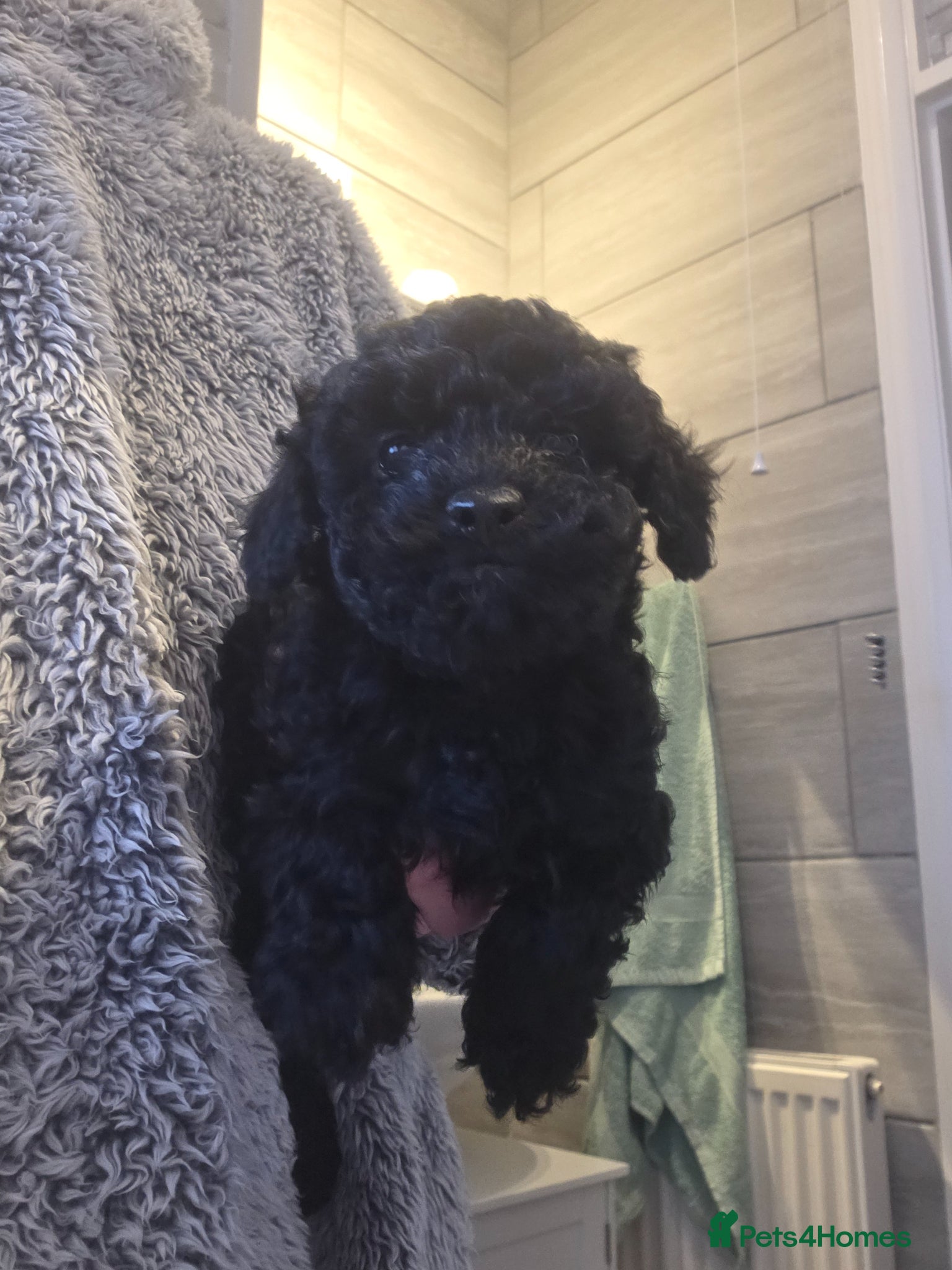 Toy Poodle dogs Gorgeous Toy poodle boy puppy - Advert 4