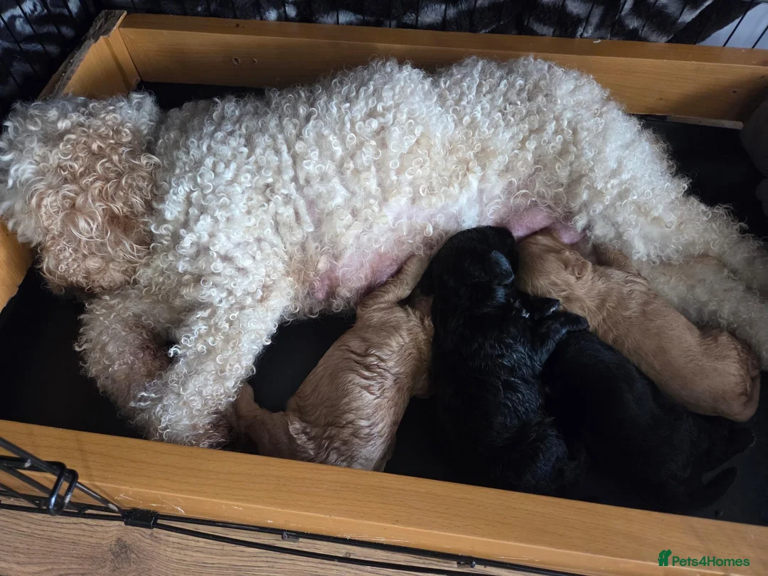 Cockapoo dogs for sale: Beautiful litter of cockerpoos - Advert 8