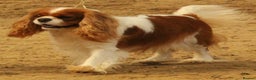 Cavalier King Charles Spaniel dogs for stud: CKCS For stud only, not for sale in Darwen - Advert 1