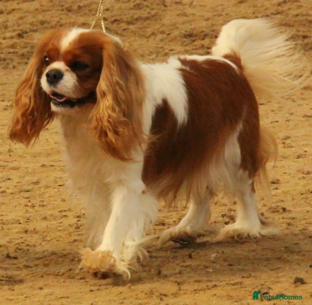 Cavalier King Charles Spaniel dogs for stud: CKCS For stud only, not for sale in Darwen - Image 1